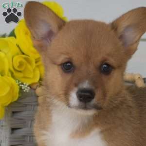 Nola, Pembroke Welsh Corgi Puppy