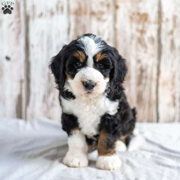 Nolen, Mini Bernedoodle Puppy