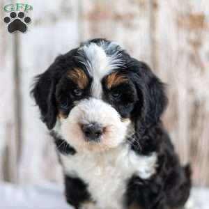 Nolen, Mini Bernedoodle Puppy