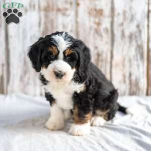 Nolen, Mini Bernedoodle Puppy