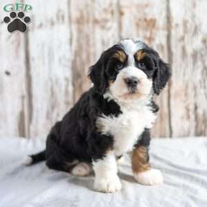 Nolen, Mini Bernedoodle Puppy