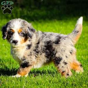 Noli, Mini Bernedoodle Puppy
