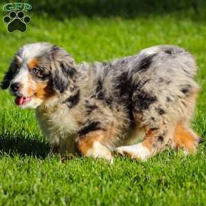 Noli, Mini Bernedoodle Puppy