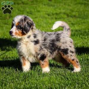 Noli, Mini Bernedoodle Puppy
