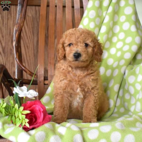 Noodle, Mini Goldendoodle Puppy