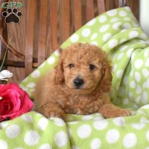 Noodle, Mini Goldendoodle Puppy