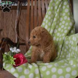 Noodle, Mini Goldendoodle Puppy