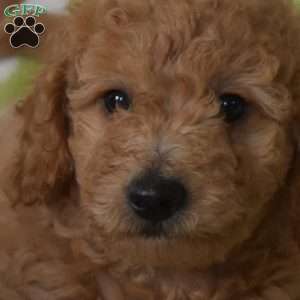 Noodle, Mini Goldendoodle Puppy