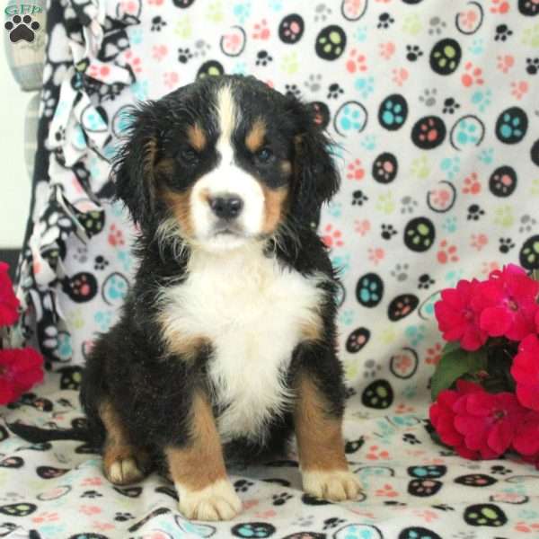 Nora, Miniature Bernese Mountain Dog Puppy