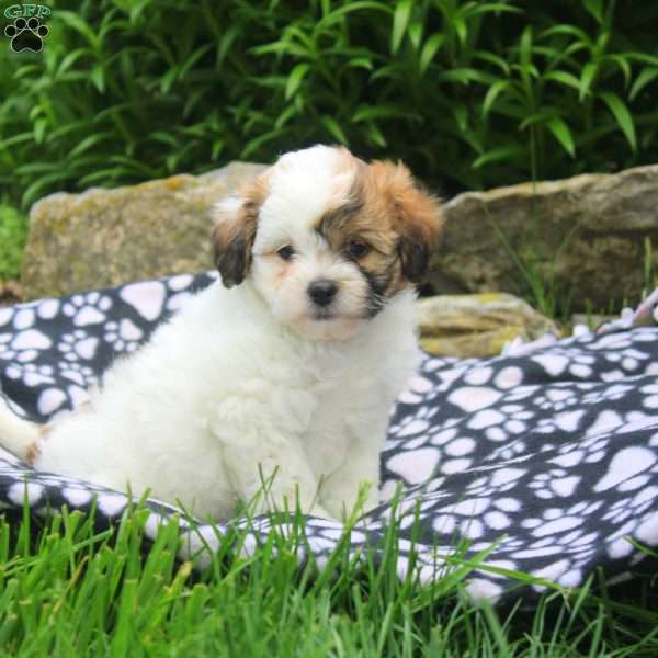 Nora, Shih-Poo Puppy