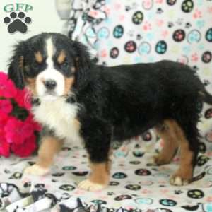 Nora, Miniature Bernese Mountain Dog Puppy