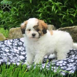 Nora, Shih-Poo Puppy