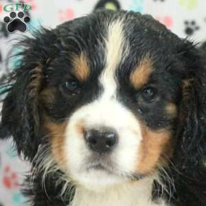 Nora, Miniature Bernese Mountain Dog Puppy