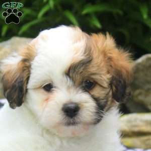 Nora, Shih-Poo Puppy