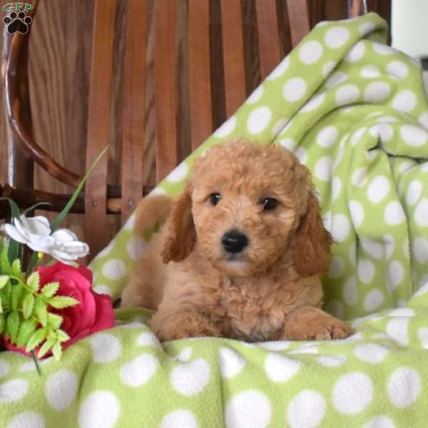 Nova, Mini Goldendoodle Puppy