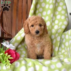 Nova, Mini Goldendoodle Puppy