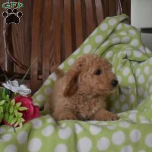 Nova, Mini Goldendoodle Puppy