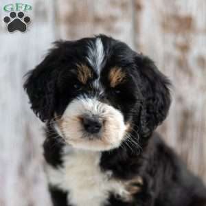 Novella, Mini Bernedoodle Puppy