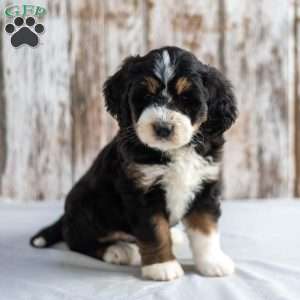 Novella, Mini Bernedoodle Puppy