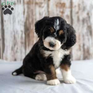 Novella, Mini Bernedoodle Puppy