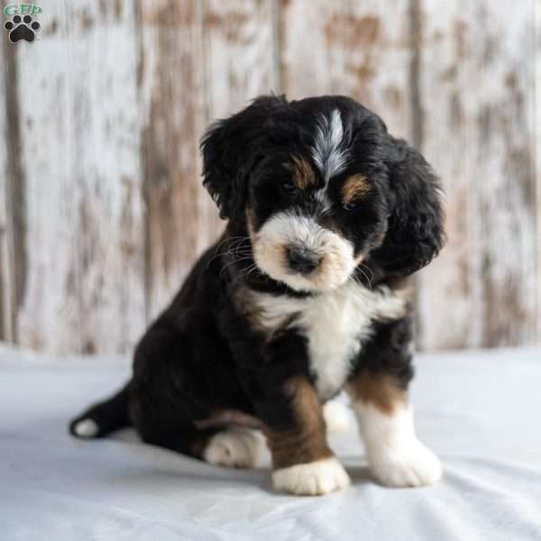 Novella, Mini Bernedoodle Puppy