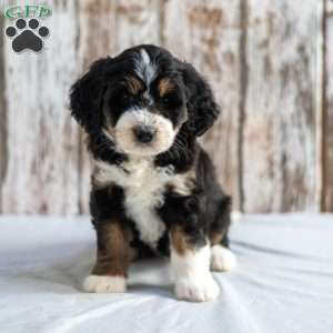 Novella, Mini Bernedoodle Puppy
