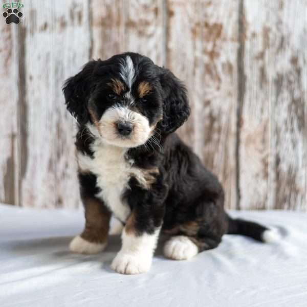Novella, Mini Bernedoodle Puppy