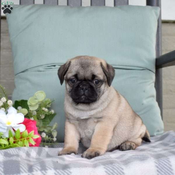 Nugget, Pug Puppy