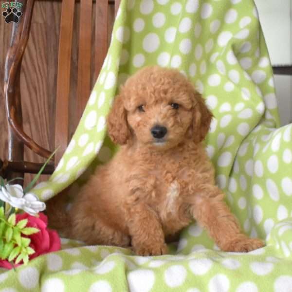 Nugget, Mini Goldendoodle Puppy