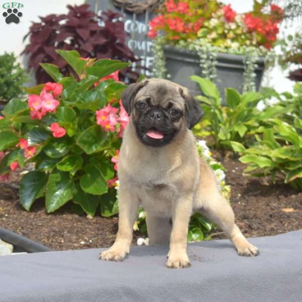 Nugget, Pug Puppy