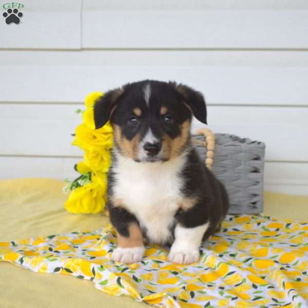 Nugget, Pembroke Welsh Corgi Puppy