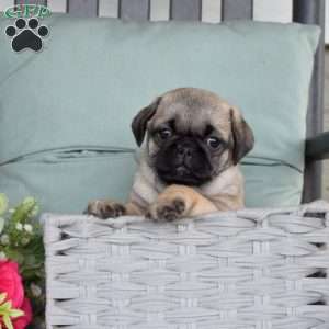 Nugget, Pug Puppy