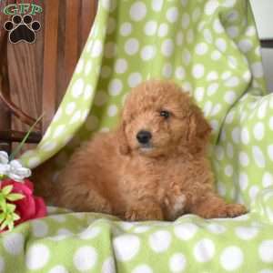 Nugget, Mini Goldendoodle Puppy