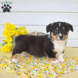 Nugget, Pembroke Welsh Corgi Puppy