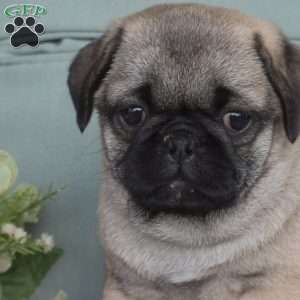 Nugget, Pug Puppy