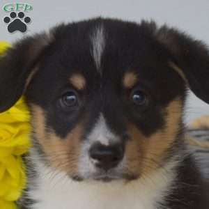 Nugget, Pembroke Welsh Corgi Puppy