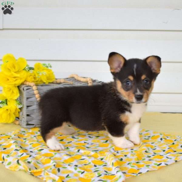 Nutella, Pembroke Welsh Corgi Puppy