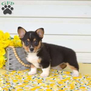 Nutella, Pembroke Welsh Corgi Puppy