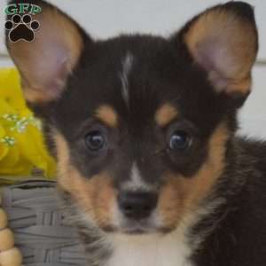 Nutella, Pembroke Welsh Corgi Puppy