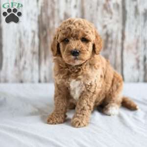 Oceana, Mini Goldendoodle Puppy