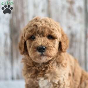 Oceana, Mini Goldendoodle Puppy