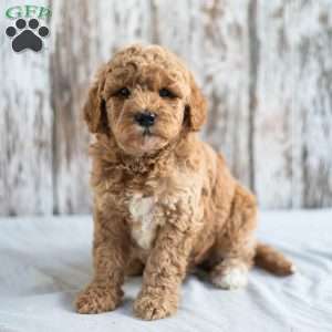 Oceana, Mini Goldendoodle Puppy