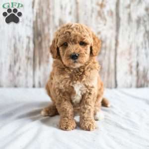 Oceana, Mini Goldendoodle Puppy