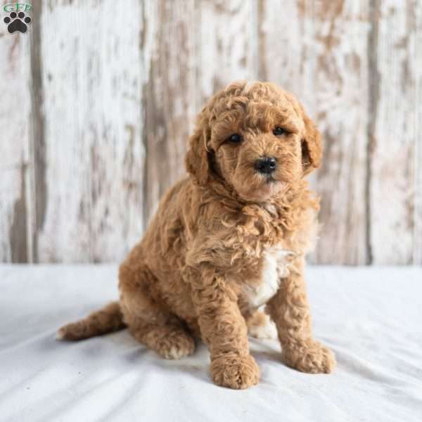 Oceana, Mini Goldendoodle Puppy