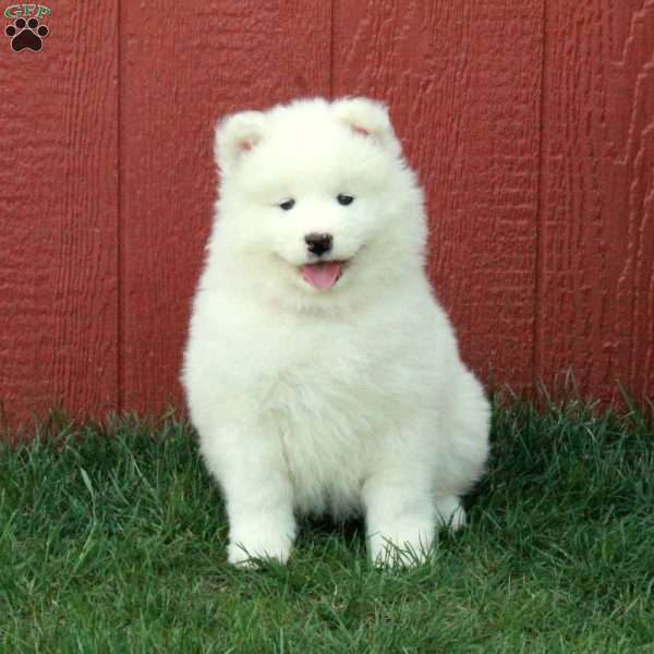 Odette, Samoyed Puppy
