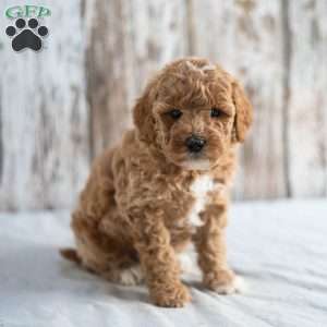 Olga, Mini Goldendoodle Puppy