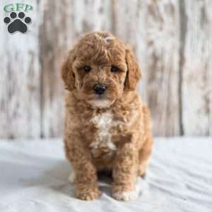 Olga, Mini Goldendoodle Puppy