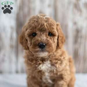 Olga, Mini Goldendoodle Puppy