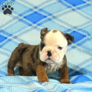 Olive, English Bulldog Puppy