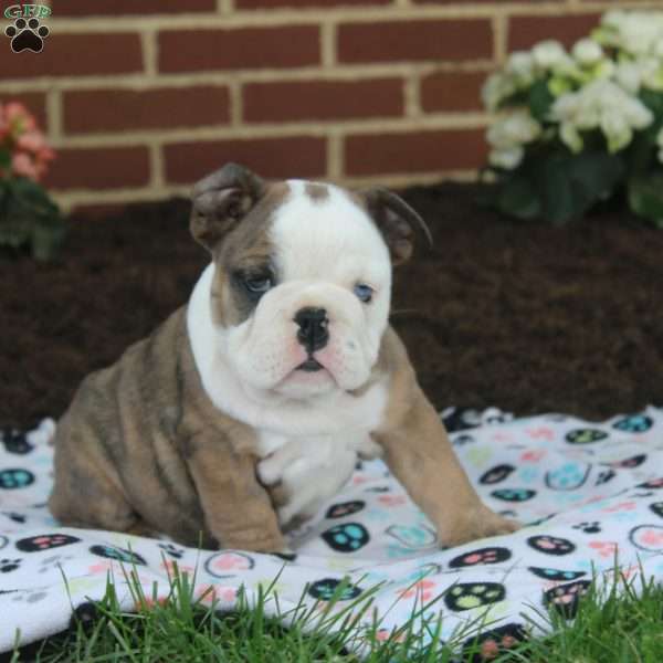 Olive, English Bulldog Puppy